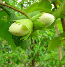 CORYLUS avellana 'Nottingham Fruehe' / Noisetier 'Nottingham Fruehe'