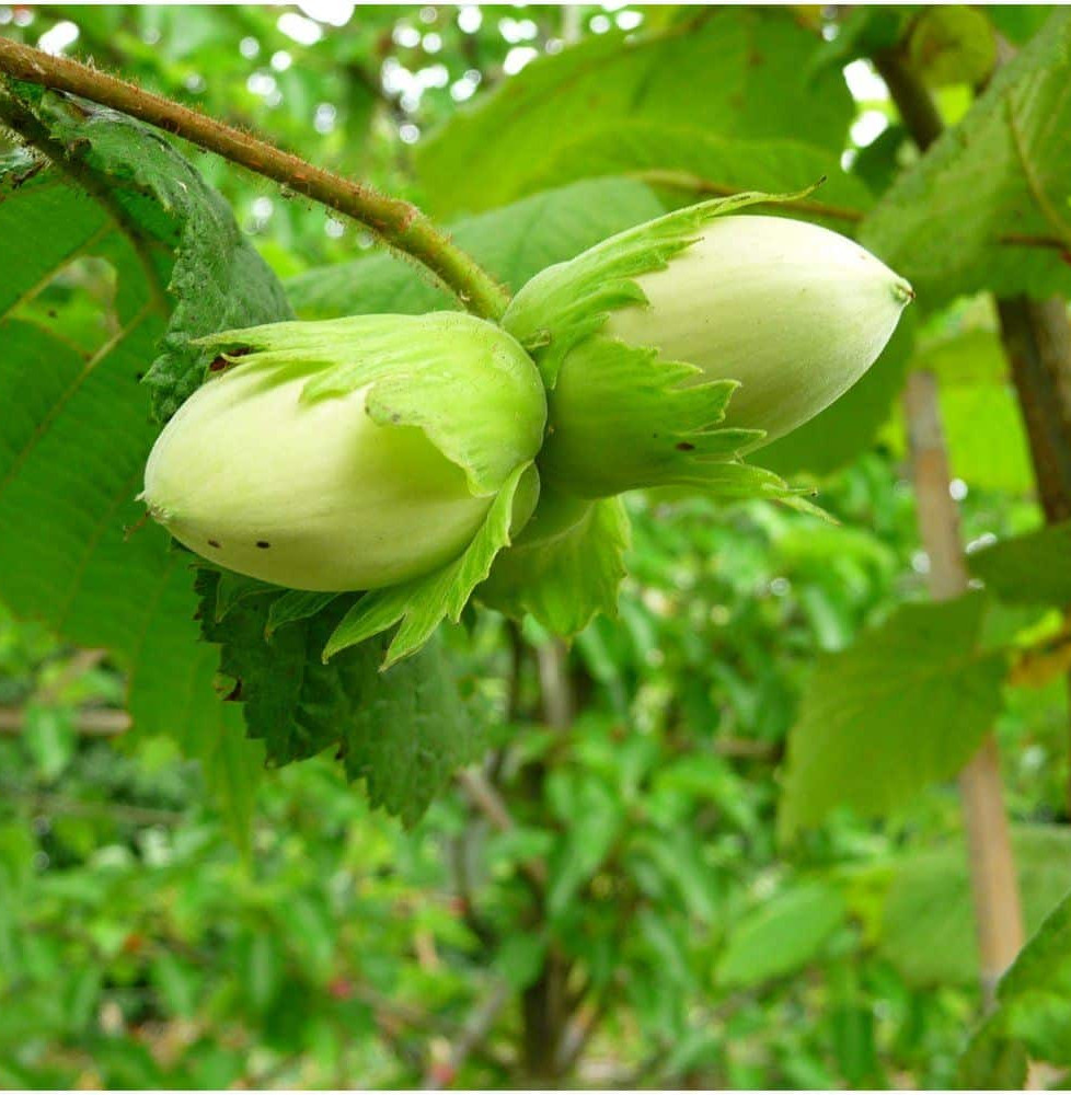 CORYLUS avellana 'Nottingham Fruehe' / Noisetier 'Nottingham Fruehe'