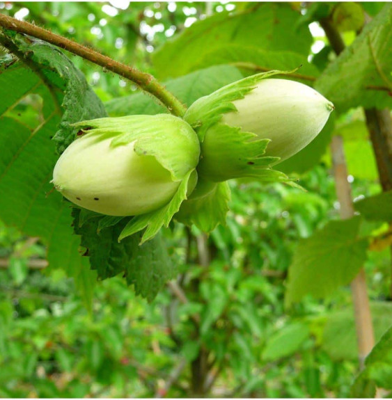 CORYLUS avellana 'Nottingham Fruehe' / Noisetier 'Nottingham Fruehe'