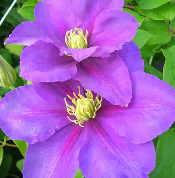 Pépinières Français PF_Clématite828 Clématite 'Général Sikorski' - clematis