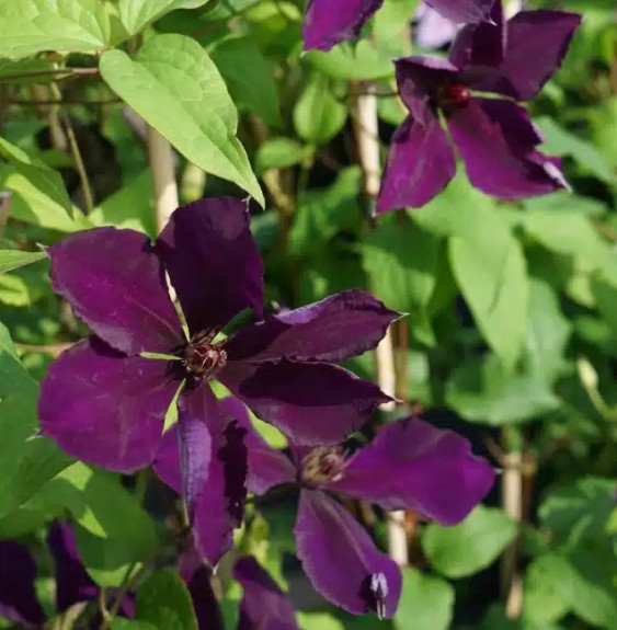 Pépinières Français PF_Clématite03 Clématite 'Gipsy Queen' - clematis