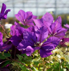 Clématite 'Gipsy Queen' - clematis