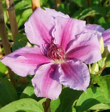 Clématite 'Giréna's - clematis