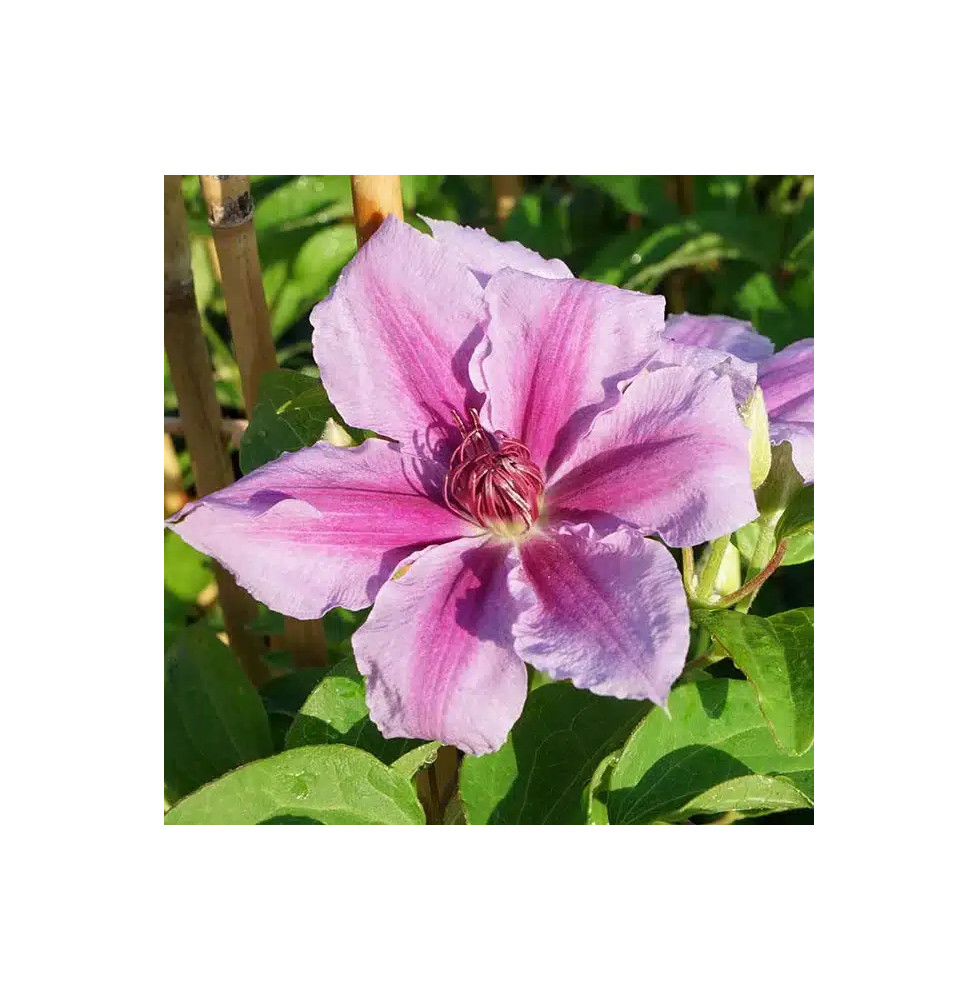 Clématite 'Giréna's - clematis