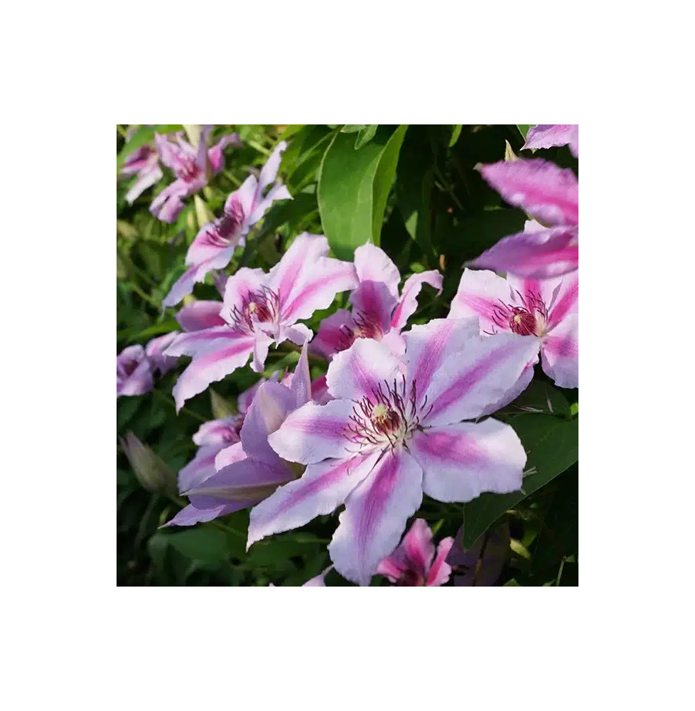 Clématite 'Giréna's - clematis