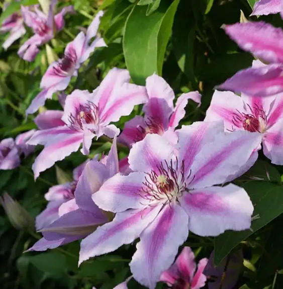 Pépinières Français PF_Clématite111 Clématite 'Giréna's - clematis