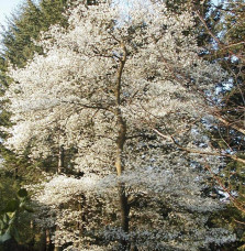 AMELANCHIER canadensis / Amelanchier