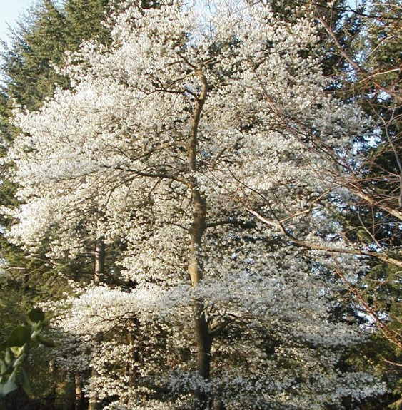 AMELANCHIER canadensis / Amelanchier