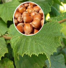 CORYLUS avellana 'Nottingham Fruehe' / Noisetier 'Nottingham Fruehe'