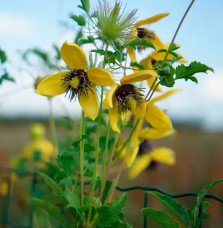 Clématite 'Golden Tiara®' ('Kugotia') - clematis orientalis