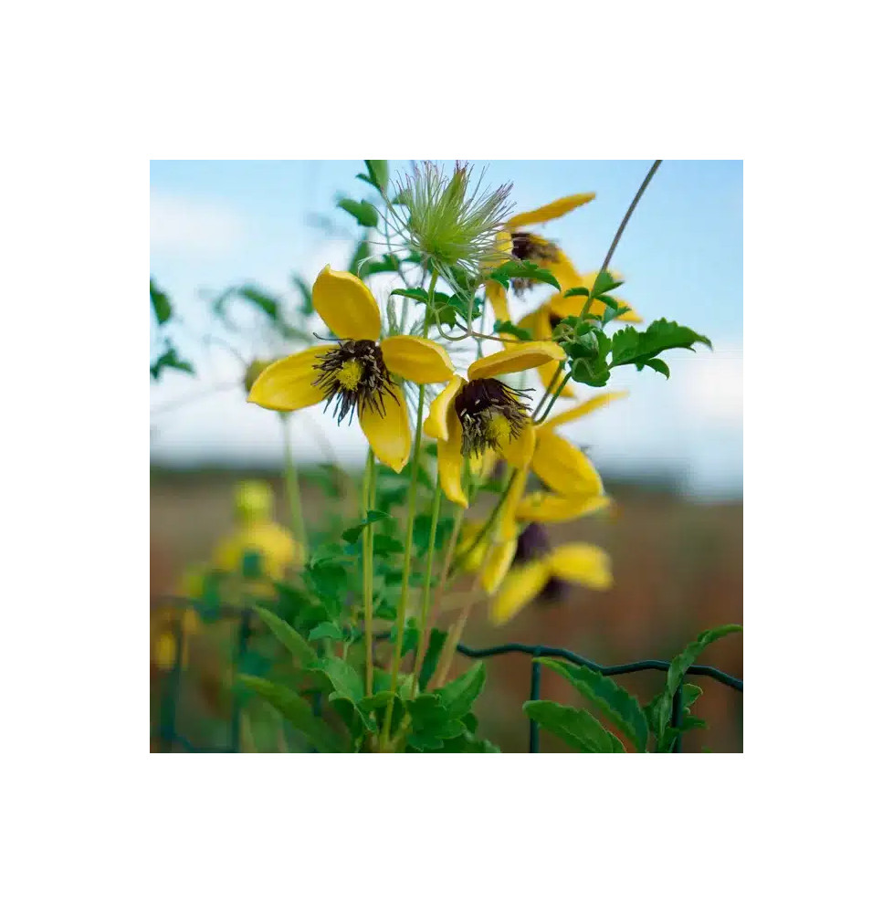 Clématite 'Golden Tiara®' ('Kugotia') - clematis orientalis