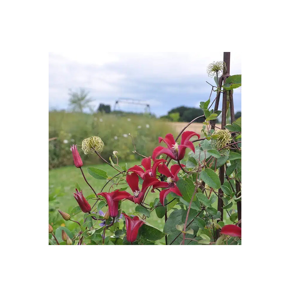 Clématite 'Gravetye Beauty' - clematis texensis