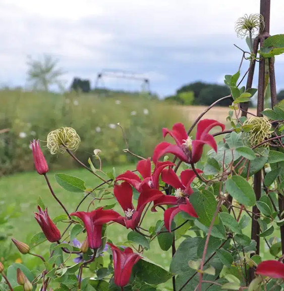 Pépinières Français PF_Clématite945 Clématite 'Gravetye Beauty' - clematis texensis