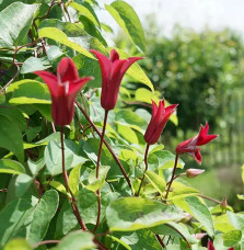 Clématite 'Gravetye Beauty' - clematis texensis