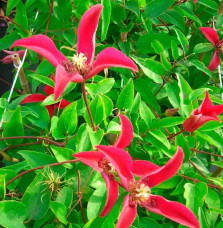 Clématite 'Gravetye Beauty' - clematis texensis