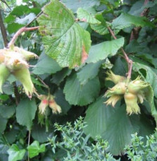 CORYLUS avellana 'Nottingham Fruehe' / Noisetier 'Nottingham Fruehe'