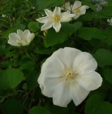 Clématite 'Guernsey Cream' - clematis