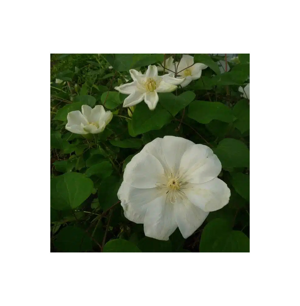 Clématite 'Guernsey Cream' - clematis