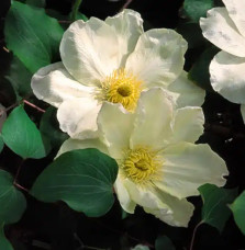 Clématite 'Guernsey Cream' - clematis