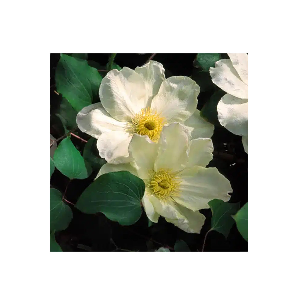 Clématite 'Guernsey Cream' - clematis