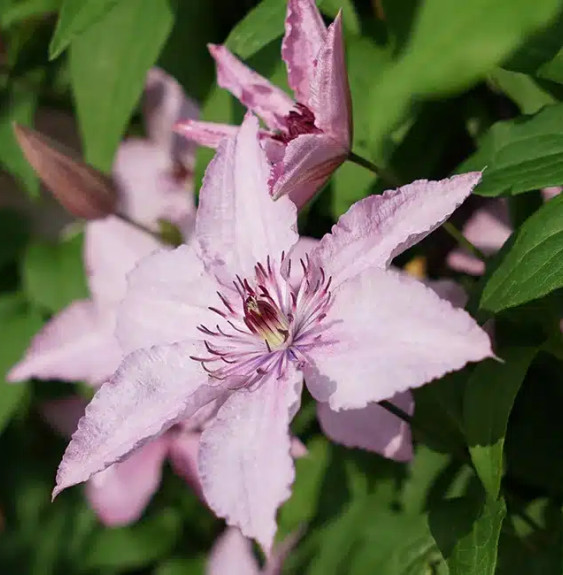 Pépinières Français PF_Clématite587 Clématite 'Hagley Hybrid' - clematis