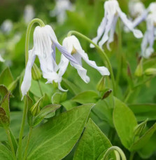 Clématite 'Hakuree' – clematis integrifolia