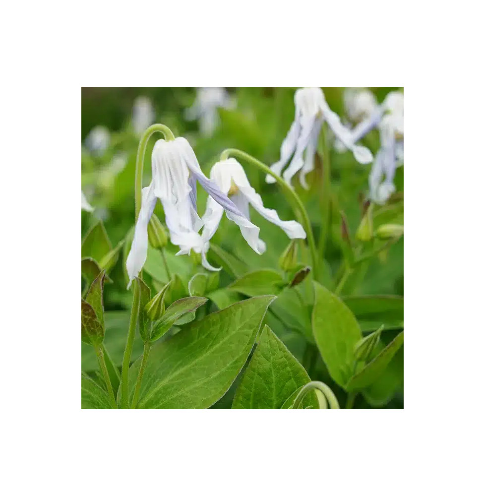 Clématite 'Hakuree' – clematis integrifolia