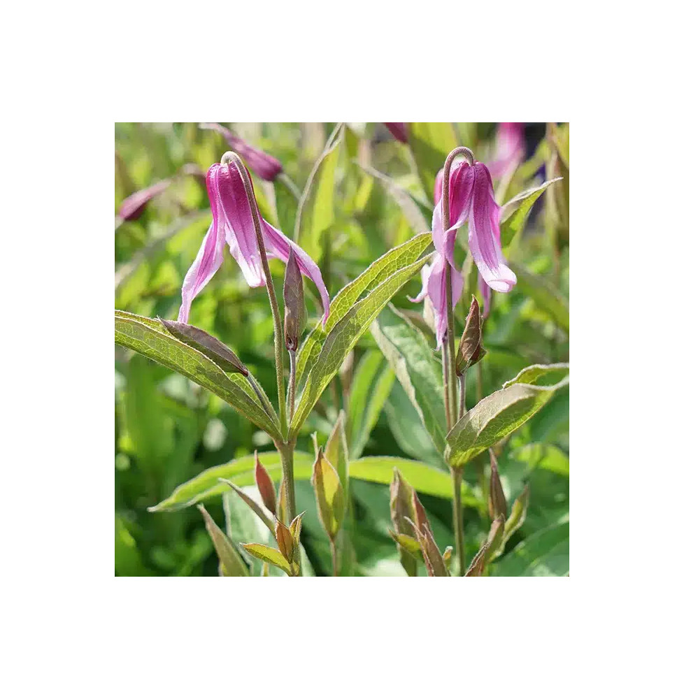 Clématite 'Hanajima' - clematis integrifolia