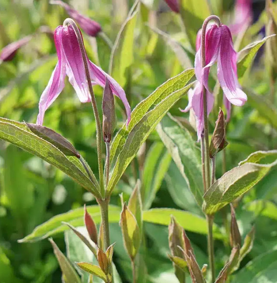 Pépinières Français PF_Clématite12 Clématite 'Hanajima' - clematis integrifolia