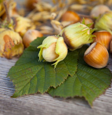 CORYLUS avellana 'Prize cob' / Noisetier 'Webb's Prize Cobb'