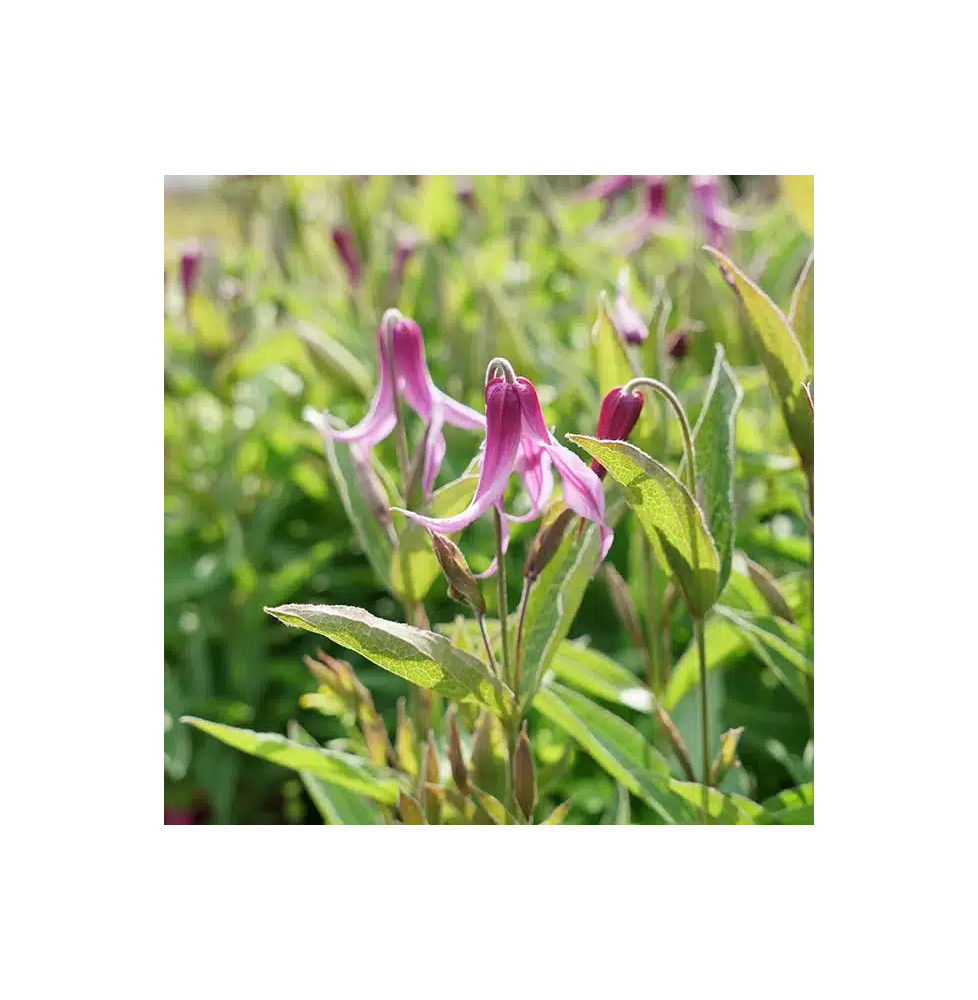 Clématite 'Hanajima' - clematis integrifolia