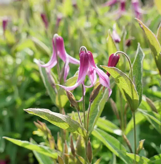 Pépinières Français PF_Clématite12 Clématite 'Hanajima' - clematis integrifolia