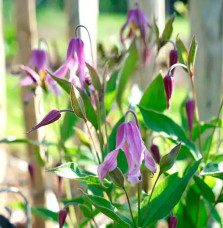 Clématite 'Hanajima' - clematis integrifolia