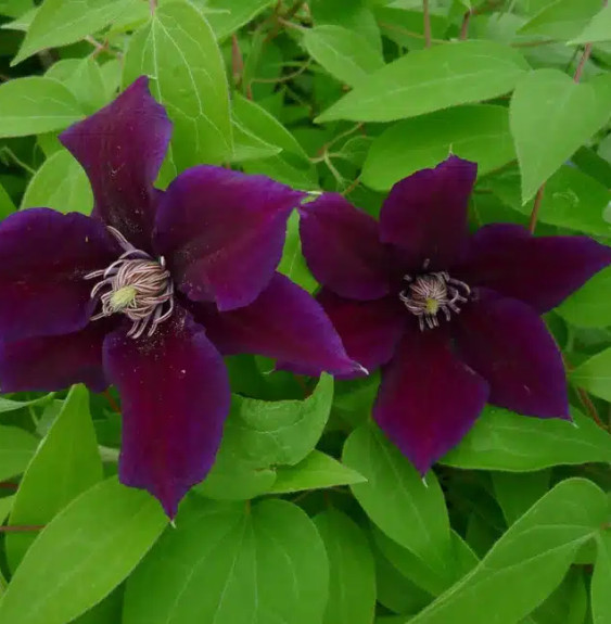 Pépinières Français PF_Clématite80 Clématite 'Hania' - clematis