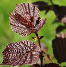 CORYLUS maxima ‘Purpurea’ / Noisetier 'Pourpre'