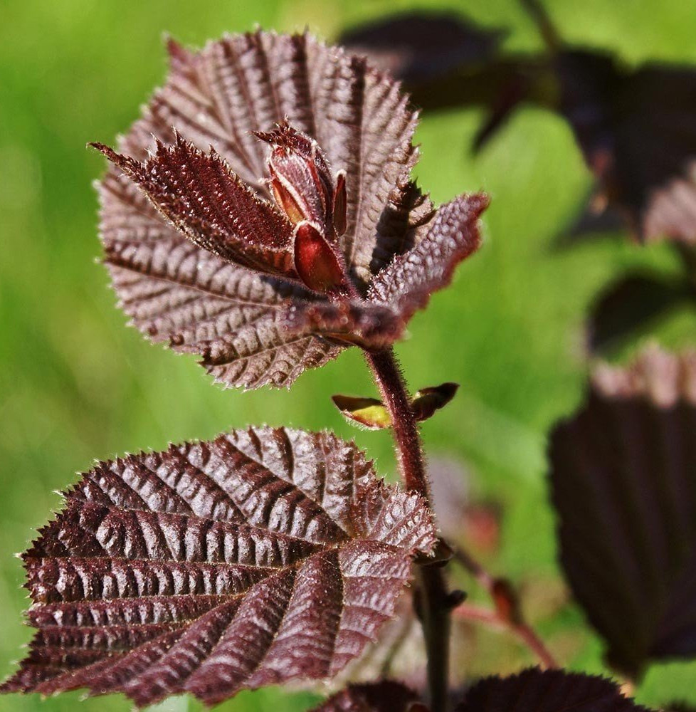 CORYLUS maxima ‘Purpurea’ / Noisetier 'Pourpre'