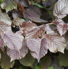 CORYLUS maxima ‘Purpurea’ / Noisetier 'Pourpre'