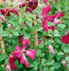 Clématite 'Kermesina Purpurea' - clematis viticella