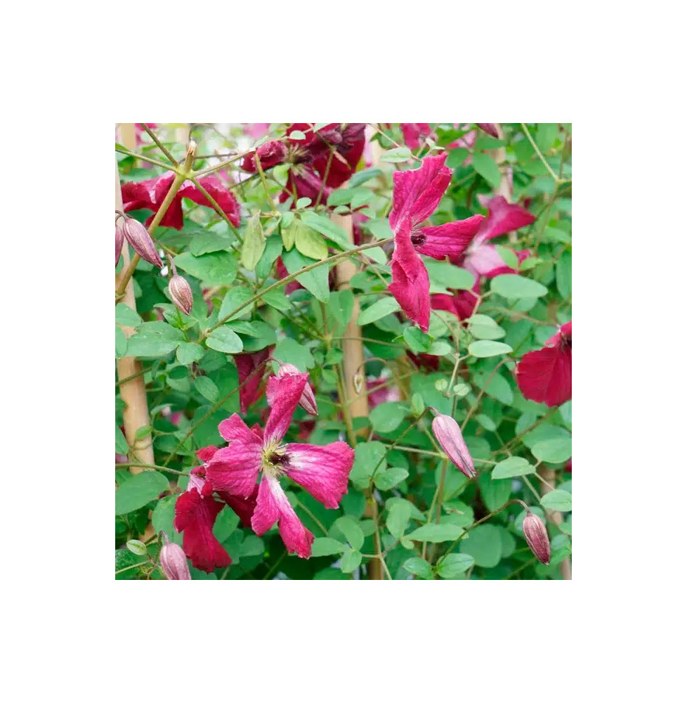 Clématite 'Kermesina Purpurea' - clematis viticella