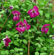 Clématite 'Kermesina Purpurea' - clematis viticella