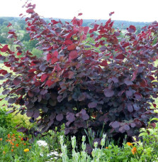 CORYLUS maxima ‘Purpurea’ / Noisetier 'Pourpre'