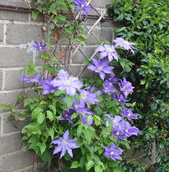 Pépinières Français PF_Clématite0 Clématite 'Lasurstern' - clematis