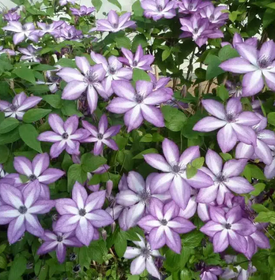 Clématite 'Lavallée n°1' - clematis florida