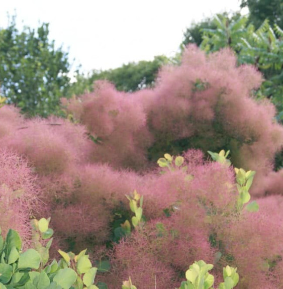 COTINUS coggygria  / Arbre à péruque