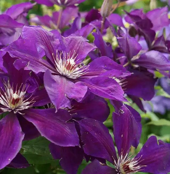 Pépinières Français PF_Clématite315 Clématite 'Lilacina Floribunda' à grandes fleurs étoilées violettes