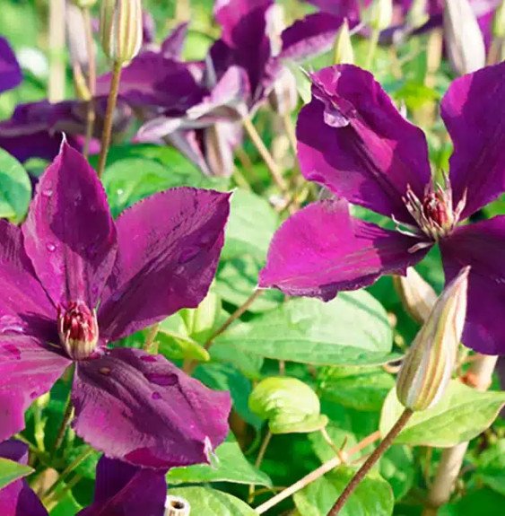 Pépinières Français PF_Clématite315 Clématite 'Lilacina Floribunda' à grandes fleurs étoilées violettes