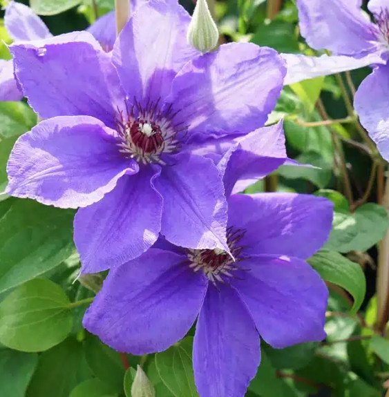 Pépinières Français PF_Clématite436 Clématite 'Lord Nevill' à grandes fleurs bleu-violet