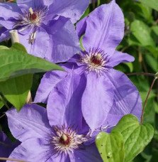 Pépinières Français PF_Clématite436 Clématite 'Lord Nevill' à grandes fleurs bleu-violet