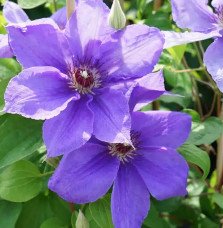 Pépinières Français PF_Clématite436 Clématite 'Lord Nevill' à grandes fleurs bleu-violet