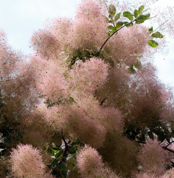 COTINUS coggygria  / Arbre à péruque